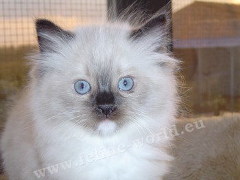 RAGDOLL_chaton_seal_mitted (RACE).JPG